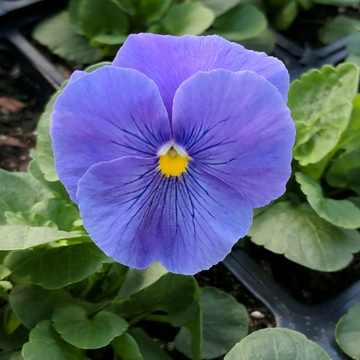 Blue Pansy Seeds – Flower Plant