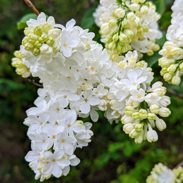 White Lilac Seeds – Flower Plant