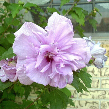 Light Pink Double Rose of Sharon Seeds – Flower Plant