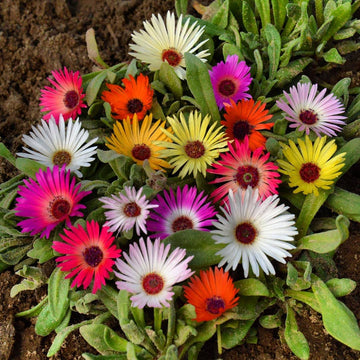 Livingstone Daisy Seeds -  Flower Plant