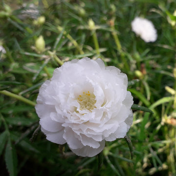 Grandiflora Portulaca Seeds – Flower Plant