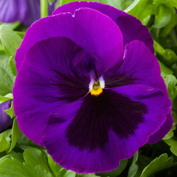 Violet Pansy Seeds – Flower Plant