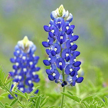 Texas Bluebonnet Lupine Seeds –  Flower Plant
