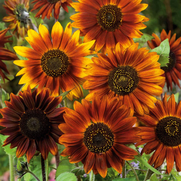 Earth Walker Sunflower Seeds – Flower Plant