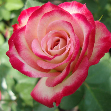 Rosa Seeds – Cherry Parfait