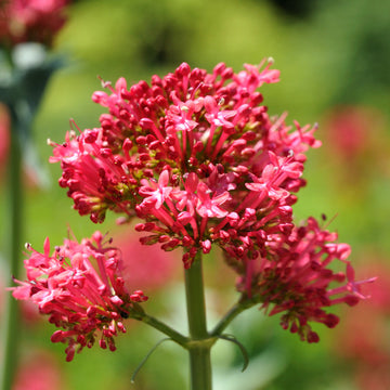 Perennial Red Valerian Seeds – Flower Plant