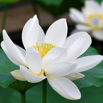 White Water Lily Nymphaea Seeds – Flower Plant