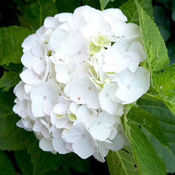 White Hydrangea Seeds – Flower Plant