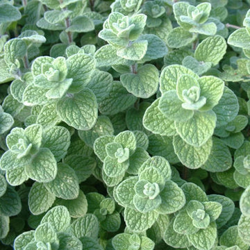 Wild Zaatar Oregano Seeds – Herbal Plant