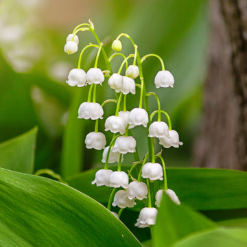 Lily of the Valley Seeds - Flower Plant