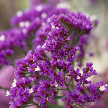 Annual Statice Seeds – Flower Plant