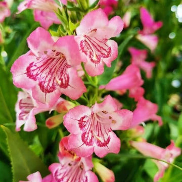 Pink Penstemon Seeds - Flower Plant