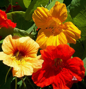 Mixed Color Nasturtium Seeds – Flower Plant