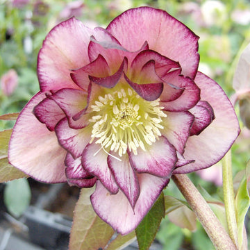 Lenten Rose Seeds - Flower Plant