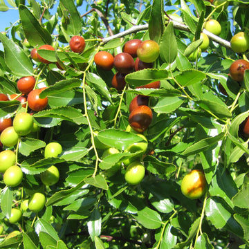 Jujube Seeds - Fruit Plant for Home Gardens