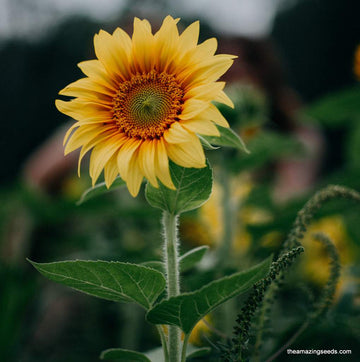 Dwarf Sunspot Sunflower Seeds – Flower Plant