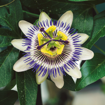 Flowering Vine Passion Seeds – Flower Plant