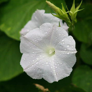 White Morning Glory Seeds - Flower Plant