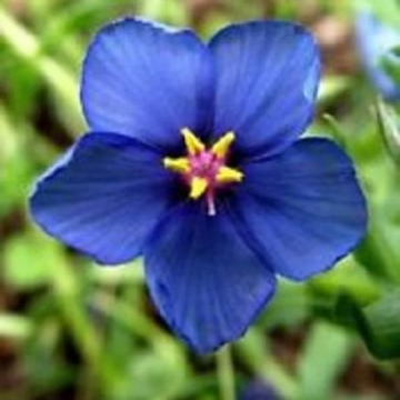 Blue Pimpernel Seeds – Flower Plant