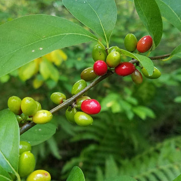 Spicebush Seeds - Fruit Plant For Home Gardens