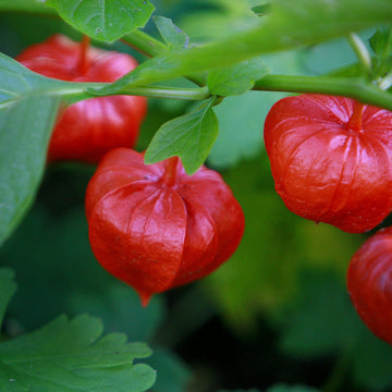 Physalis Alkekengi Lantern Seeds – Fruit Plant