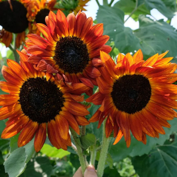 Bicolor Sunflower Seeds – Flower Plant