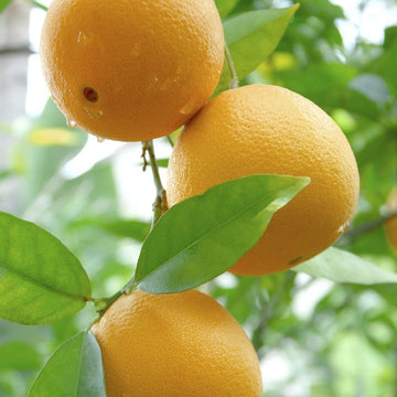 Hardy Orange Seeds – Fruit Plant