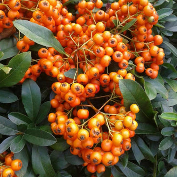 Scarlet Pyracantha Firethorn Seeds – Fruit Plant