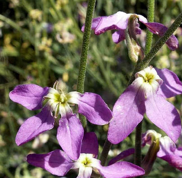Evening Scented Stock Seeds – Flower Plant