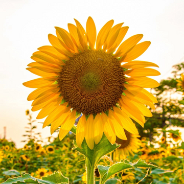 Giant Titan Sunflower Seeds – Flower Plant