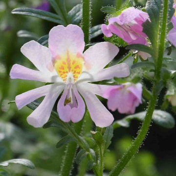 Orchid Schizanthus Seeds – Flower Plant