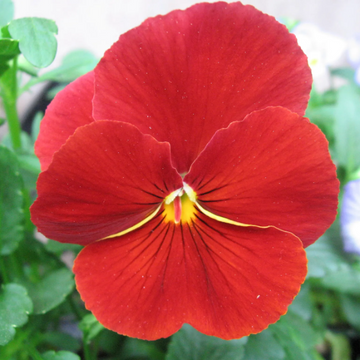 Red Pansy Seeds – Flower Plant