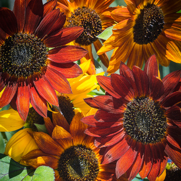 Evening Colors Sunflower Seeds - Flower Plant