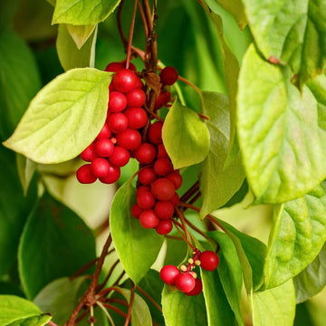 Schisandra Unique Five-Flavor Berry Seeds – Fruit Plant