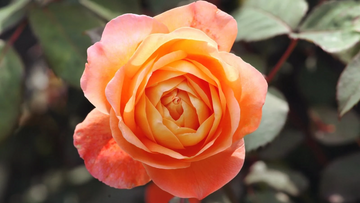 Baby Orange Rose Seeds –  Flower Plant