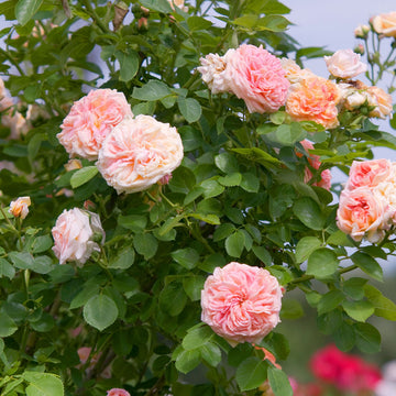 Pink Climbing Rose Vine Seeds - Flower Plant