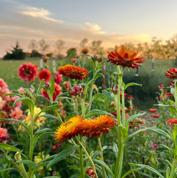 Strawflower Seeds – Orange Double