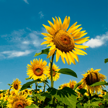 Peredovik Sunflower Seeds - Flower Plant