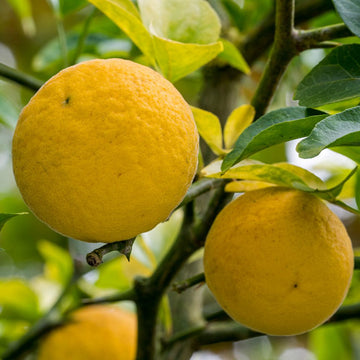 Poncirus Trifoliata Seeds - Fruit Plant