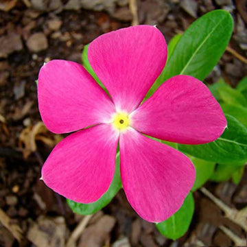 Pink Rosy Periwinkle Seeds – Flower Plant
