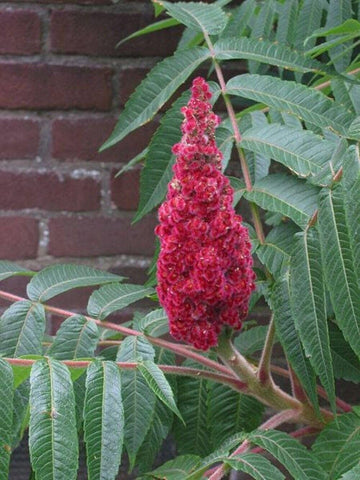 Staghorn Sumac Seeds – Flower Plant