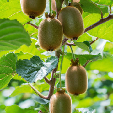 Kiwi Seeds - Fruit Plant for Home Gardens