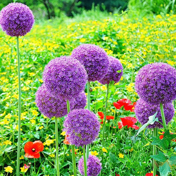 Giant Allium Globemaster Seeds – Flower Plant