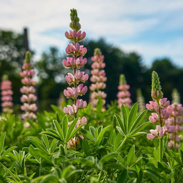 Wildflower Pink Lupine Seeds – Flower Plant