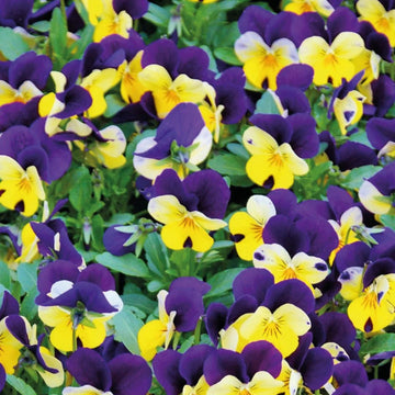 Mixed Johnny Jump Up Seeds – Flower Plant