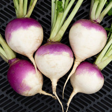Purple Rutabaga Seeds – Vegetable Plant