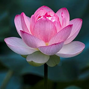 Pink Sacred Lotus Seeds – Flower Plant