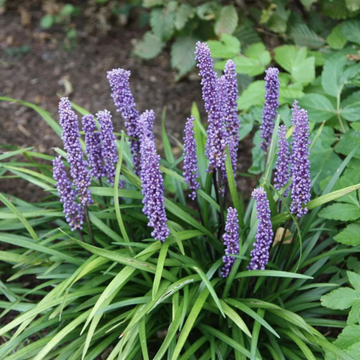 Big Blue Liriope Seeds - Flower Plant