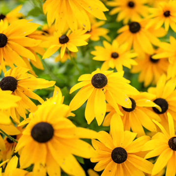 Marmalade Rudbeckia Seeds – Flower Plant