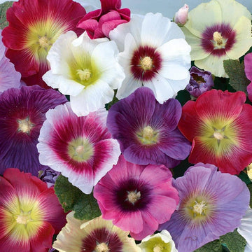 Mixed Hollyhock Seeds –  Flower Plant